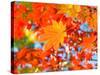 Red Yellow Fall Maple Leafs Illuminated by Sun Natural Background-tupikov-Stretched Canvas