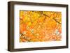 Red Yellow Fall Maple Leafs Illuminated by Sun Natural Background-tupikov-Framed Photographic Print