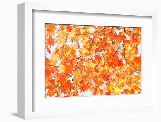 Red Yellow Fall Maple Leafs Illuminated by Sun Natural Background-tupikov-Framed Photographic Print