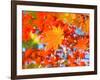 Red Yellow Fall Maple Leafs Illuminated by Sun Natural Background-tupikov-Framed Photographic Print