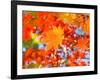 Red Yellow Fall Maple Leafs Illuminated by Sun Natural Background-tupikov-Framed Photographic Print