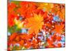 Red Yellow Fall Maple Leafs Illuminated by Sun Natural Background-tupikov-Mounted Photographic Print