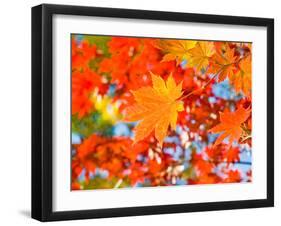 Red Yellow Fall Maple Leafs Illuminated by Sun Natural Background-tupikov-Framed Photographic Print