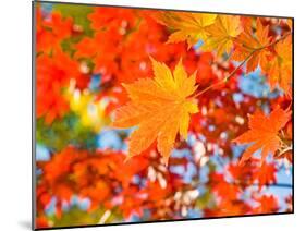 Red Yellow Fall Maple Leafs Illuminated by Sun Natural Background-tupikov-Mounted Photographic Print