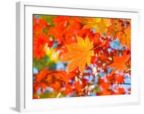 Red Yellow Fall Maple Leafs Illuminated by Sun Natural Background-tupikov-Framed Photographic Print