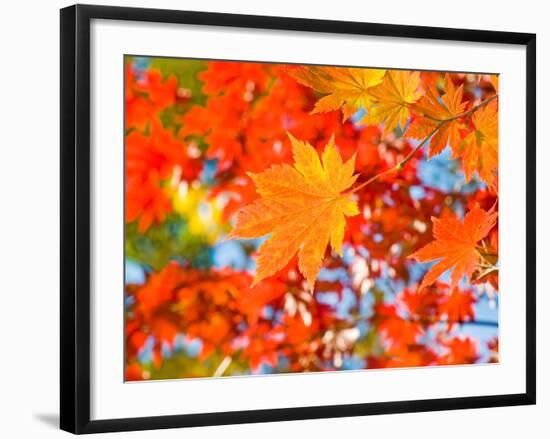 Red Yellow Fall Maple Leafs Illuminated by Sun Natural Background-tupikov-Framed Photographic Print