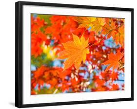 Red Yellow Fall Maple Leafs Illuminated by Sun Natural Background-tupikov-Framed Photographic Print