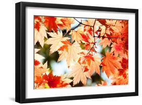 Red Yellow Fall Maple Leafs Illuminated by Sun Natural Background-tupikov-Framed Photographic Print