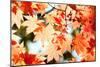 Red Yellow Fall Maple Leafs Illuminated by Sun Natural Background-tupikov-Mounted Photographic Print