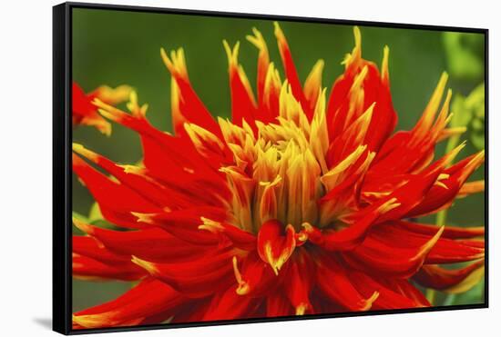 Red yellow orange dinnerplate dahlia blooming. Dahlia named Show N Tell-William Perry-Framed Stretched Canvas