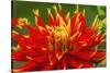 Red yellow orange dinnerplate dahlia blooming. Dahlia named Show N Tell-William Perry-Stretched Canvas