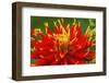 Red yellow orange dinnerplate dahlia blooming. Dahlia named Show N Tell-William Perry-Framed Photographic Print