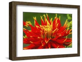 Red yellow orange dinnerplate dahlia blooming. Dahlia named Show N Tell-William Perry-Framed Photographic Print