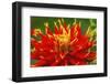 Red yellow orange dinnerplate dahlia blooming. Dahlia named Show N Tell-William Perry-Framed Photographic Print