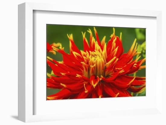 Red yellow orange dinnerplate dahlia blooming. Dahlia named Show N Tell-William Perry-Framed Photographic Print