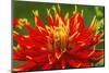 Red yellow orange dinnerplate dahlia blooming. Dahlia named Show N Tell-William Perry-Mounted Photographic Print