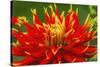 Red yellow orange dinnerplate dahlia blooming. Dahlia named Show N Tell-William Perry-Stretched Canvas