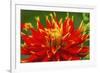 Red yellow orange dinnerplate dahlia blooming. Dahlia named Show N Tell-William Perry-Framed Photographic Print