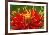 Red yellow orange dinnerplate dahlia blooming. Dahlia named Show N Tell-William Perry-Framed Photographic Print