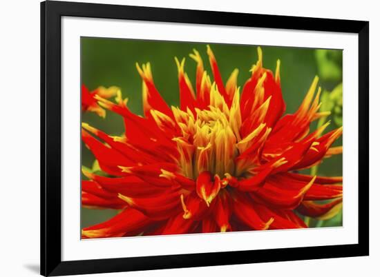 Red yellow orange dinnerplate dahlia blooming. Dahlia named Show N Tell-William Perry-Framed Photographic Print