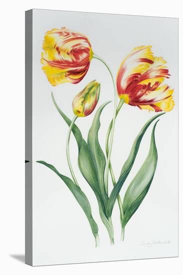 Red Yellow Parrot Tulip Group-Sally Crosthwaite-Stretched Canvas