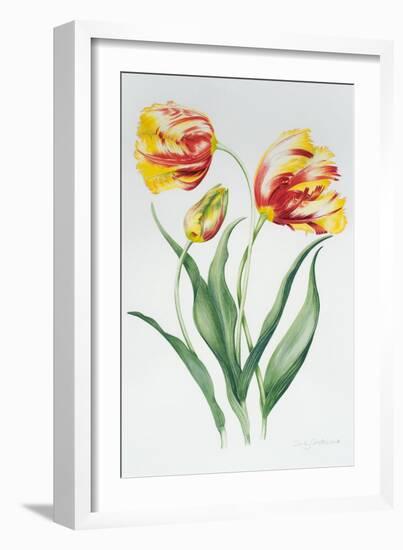 Red Yellow Parrot Tulip Group-Sally Crosthwaite-Framed Giclee Print