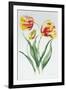 Red Yellow Parrot Tulip Group-Sally Crosthwaite-Framed Giclee Print