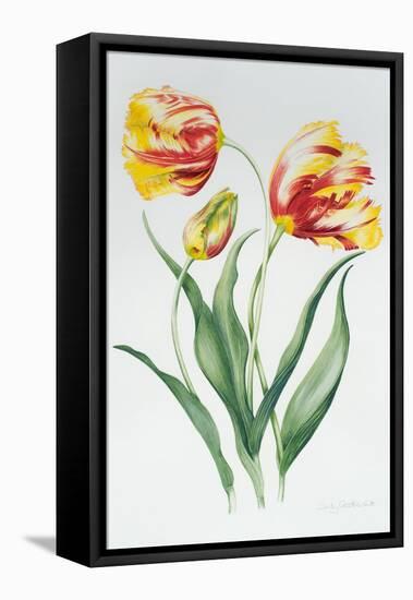 Red Yellow Parrot Tulip Group-Sally Crosthwaite-Framed Stretched Canvas