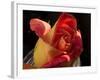 Red Yellow Rose-Charles Bowman-Framed Photographic Print