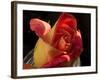 Red Yellow Rose-Charles Bowman-Framed Photographic Print