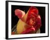 Red Yellow Rose-Charles Bowman-Framed Photographic Print