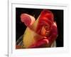 Red Yellow Rose-Charles Bowman-Framed Photographic Print