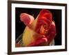 Red Yellow Rose-Charles Bowman-Framed Photographic Print