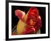 Red Yellow Rose-Charles Bowman-Framed Photographic Print