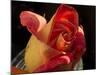 Red Yellow Rose-Charles Bowman-Mounted Photographic Print