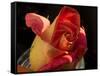 Red Yellow Rose-Charles Bowman-Framed Stretched Canvas