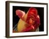 Red Yellow Rose-Charles Bowman-Framed Photographic Print