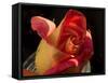 Red Yellow Rose-Charles Bowman-Framed Stretched Canvas