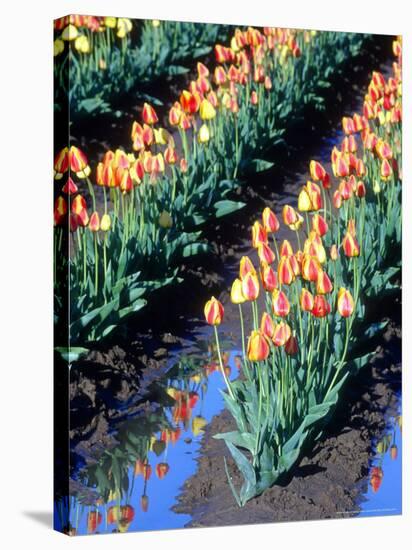 Red-Yellow Tulips, Washington, USA-William Sutton-Stretched Canvas