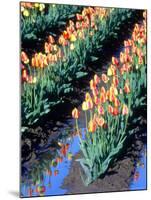 Red-Yellow Tulips, Washington, USA-William Sutton-Mounted Photographic Print
