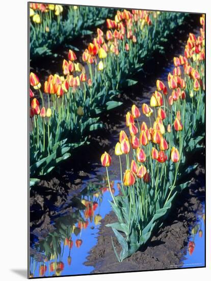 Red-Yellow Tulips, Washington, USA-William Sutton-Mounted Photographic Print