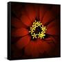 Red Zinnia-Ike Leahy-Framed Stretched Canvas