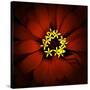 Red Zinnia-Ike Leahy-Stretched Canvas