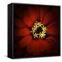 Red Zinnia-Ike Leahy-Framed Stretched Canvas