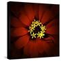 Red Zinnia-Ike Leahy-Stretched Canvas