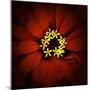 Red Zinnia-Ike Leahy-Mounted Photographic Print