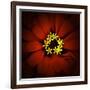 Red Zinnia-Ike Leahy-Framed Photographic Print