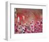 Red-Claire Westwood-Framed Art Print