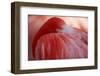 RED-Antje Wenner-Braun-Framed Photographic Print