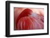 RED-Antje Wenner-Braun-Framed Photographic Print